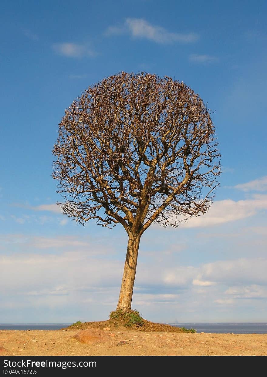 Silhouette of gold tree