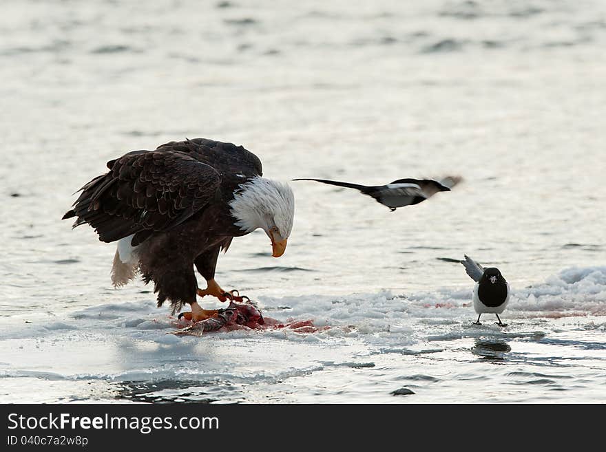 Bald Eagle feeding