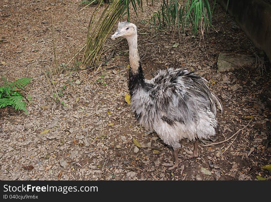 Beautiful Ostrich