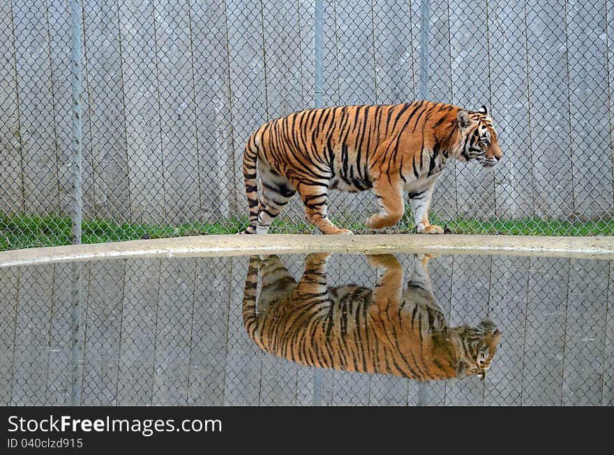 Tiger reflection