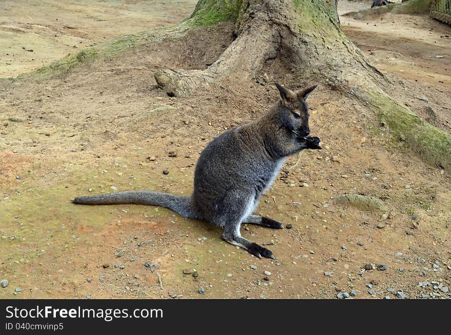 Wallaby holding food in its paws