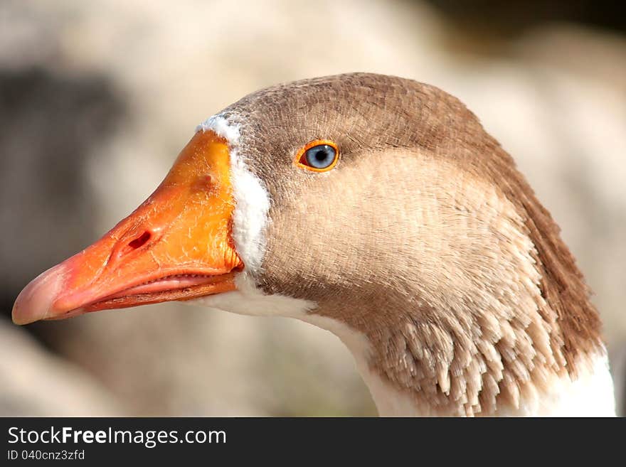 Head of a Blue-Eyed Goose