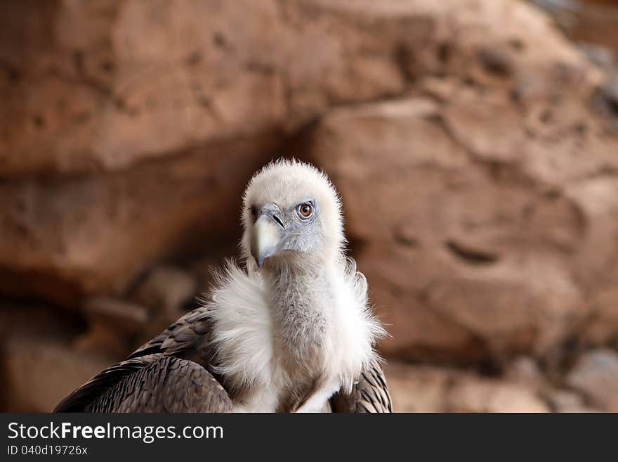 Griffon Vulture