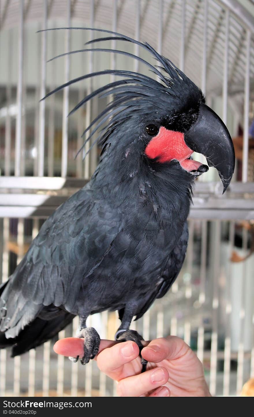 Black Macaw perched on a finger