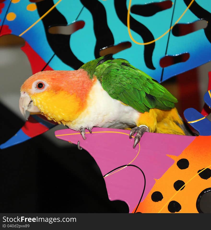 Silly Parrot perched on a piece of art