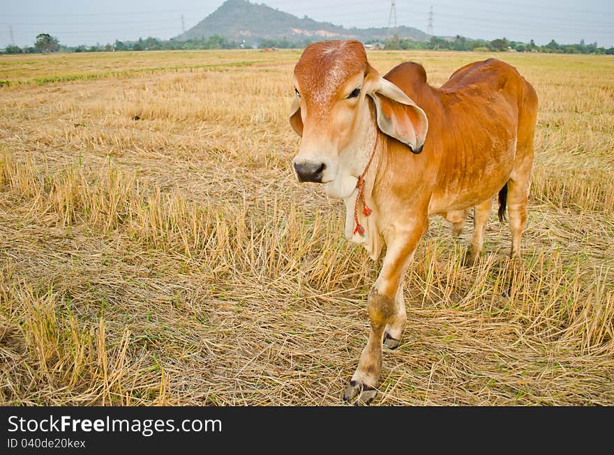 A cow standing in rice field