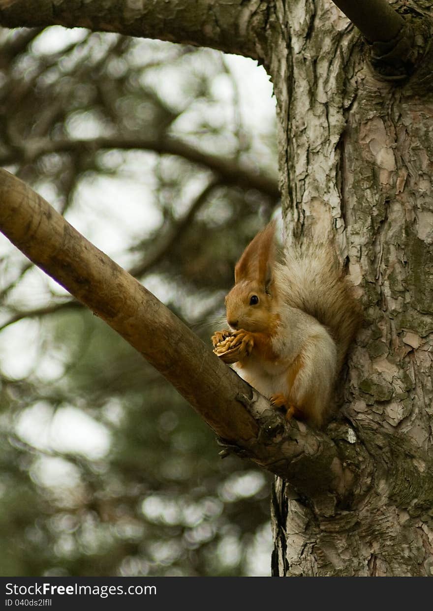 Squirrel in a park on a tree. Squirrel in a park on a tree.