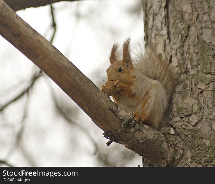 Squirrel in a park on a tree. Squirrel in a park on a tree.