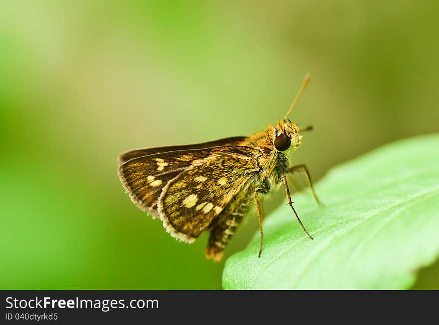 Hesperiidae skipper butterfly on green leaf