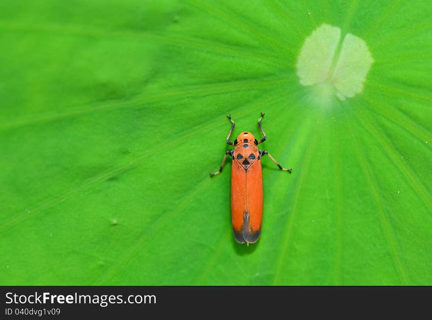 Leaf hopper