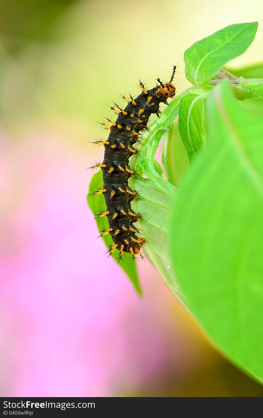 Caterpillar