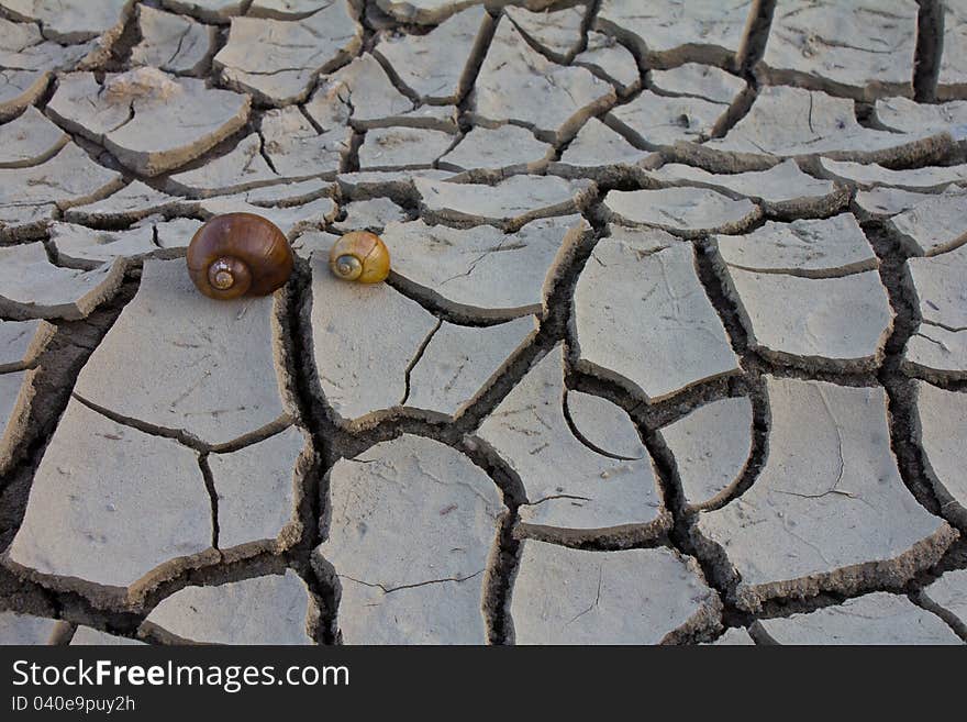 Two shells on the ground cracked. Two shells on the ground cracked.