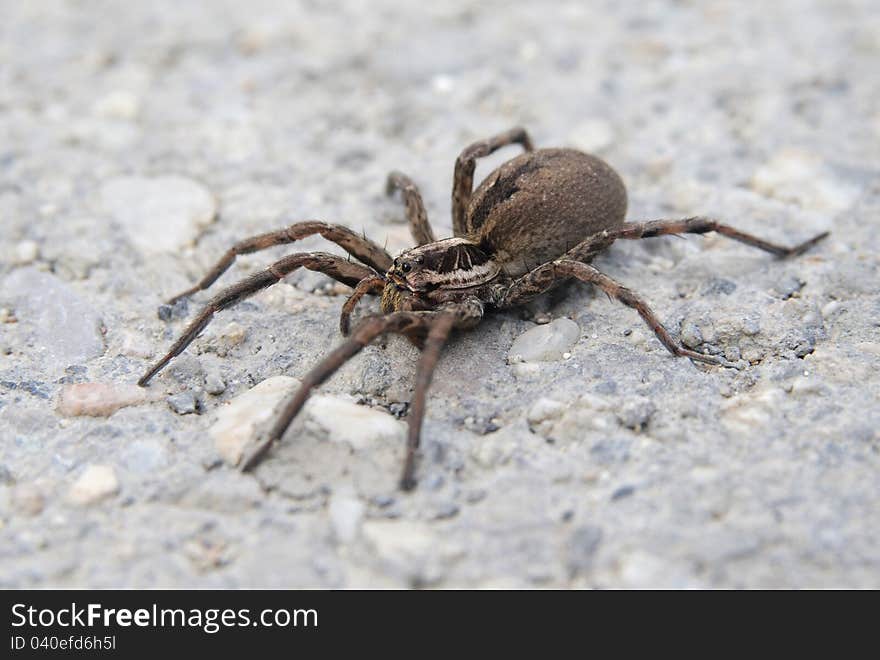 Big spider near a house