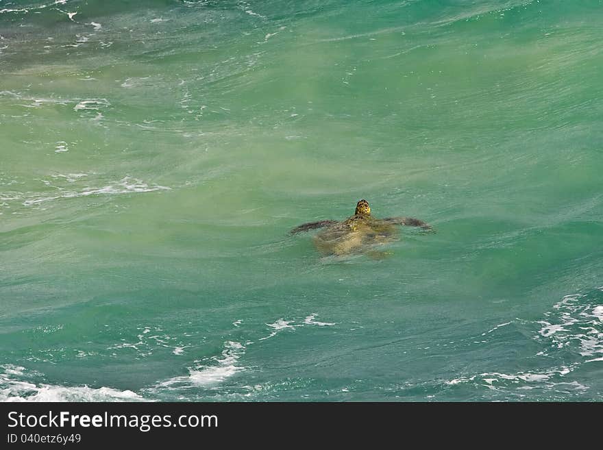 Sea Turtle in green tropical water