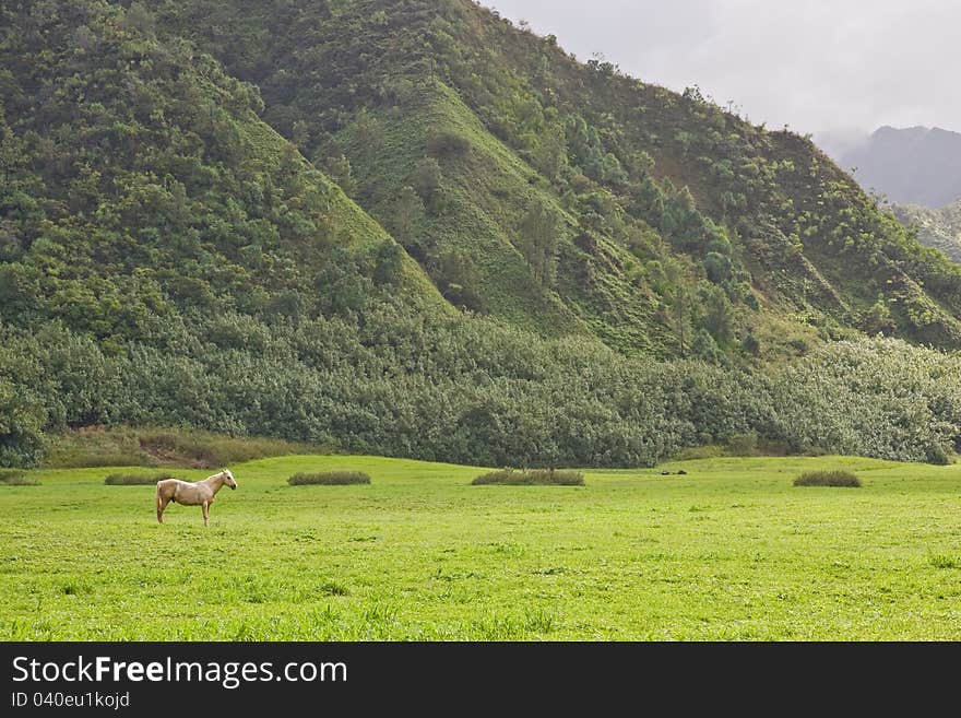 White Stallion in green field