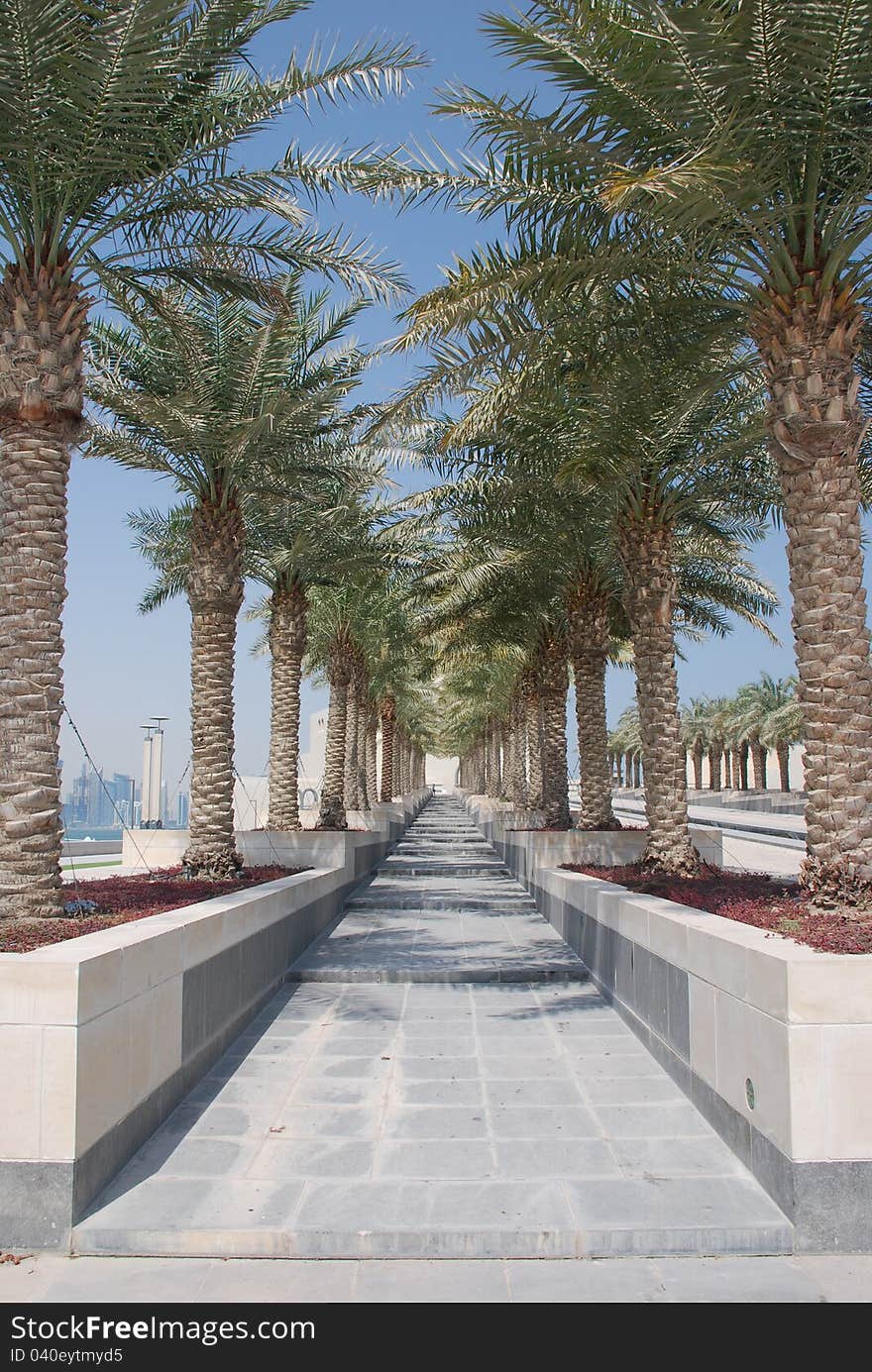 Entrance to the Museum of Islamic art through the avenue of palm. Entrance to the Museum of Islamic art through the avenue of palm