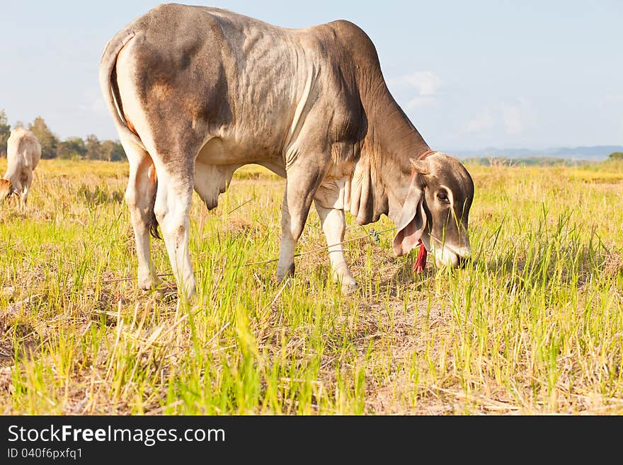 Asian cow eating the grass on the field