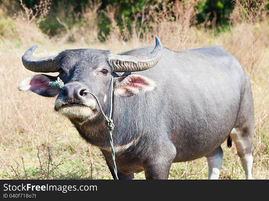 Thailand buffalo