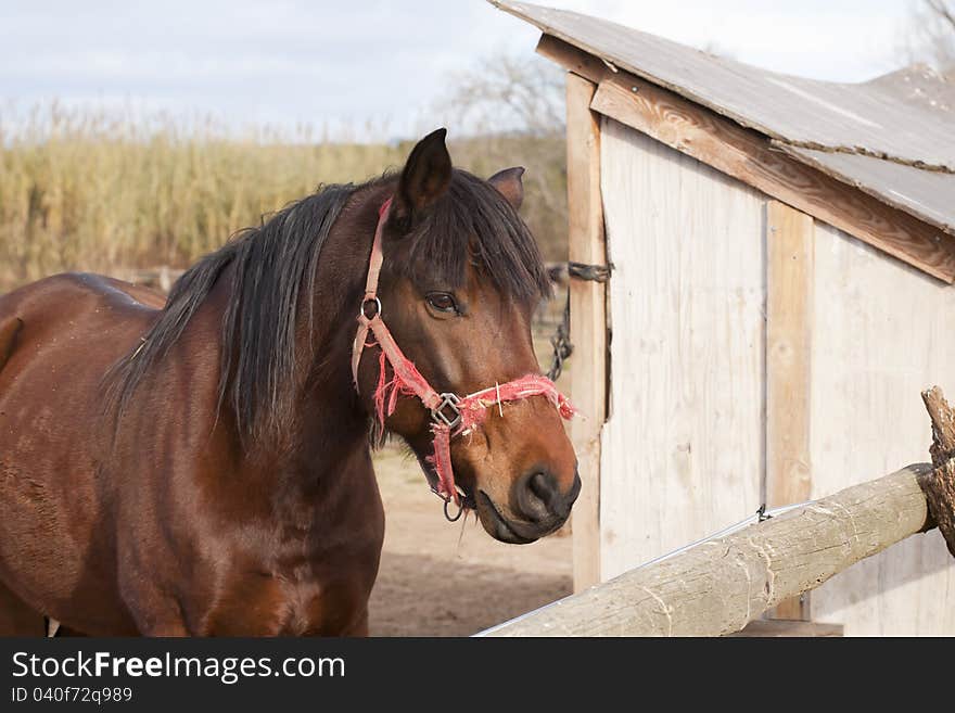 Detail of a Spanish horse on his farm