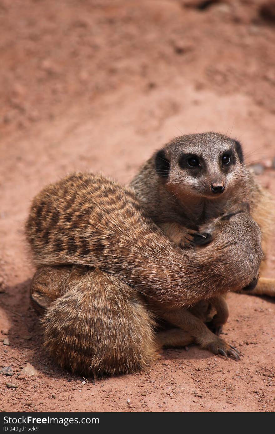 Meerkats huggle together in the zoological garden in Leipzig, Germany.