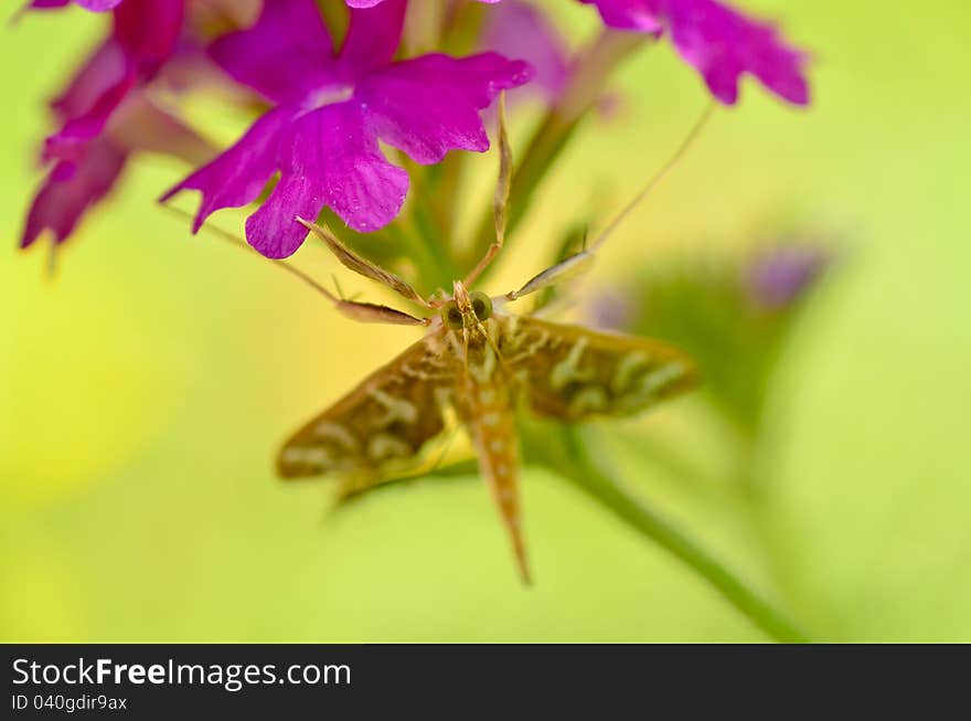 Nausinoe perspectata moth under purple flower