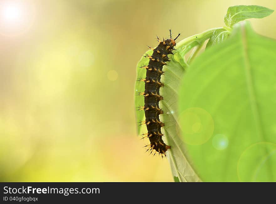 Caterpillar of Blue Moon Butterfly with sunshine background