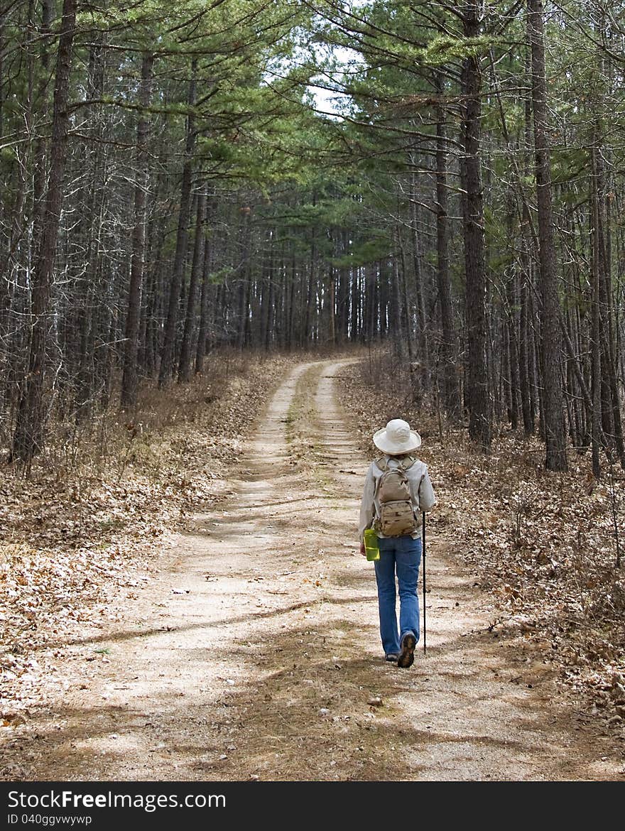 A Hike Through The Pine Trees.