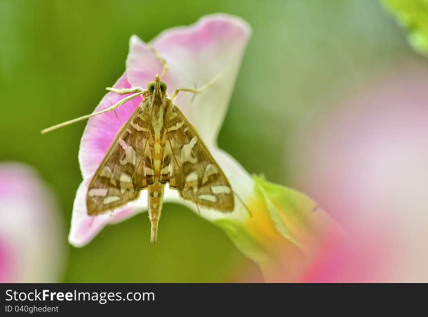 Nausinoe perspectata moth on pink flower