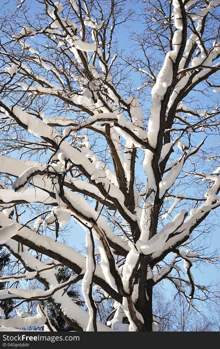 Knotty bare oak tree trunk with snow in winter forest. Knotty bare oak tree trunk with snow in winter forest