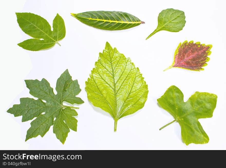 Leaf from thailand