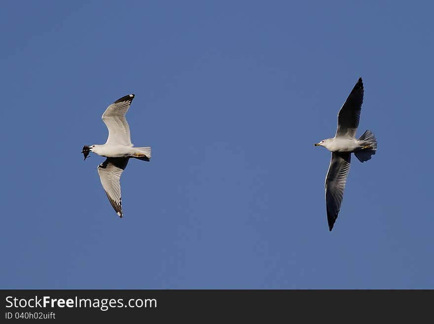 One Sea Gull chasing another to try and steal its fish. One Sea Gull chasing another to try and steal its fish.