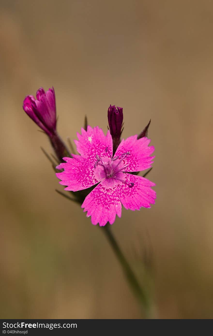 Pink Flower with nice background blur