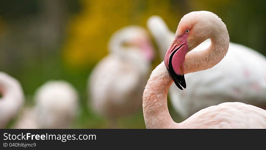 Flamingo on her nest in France