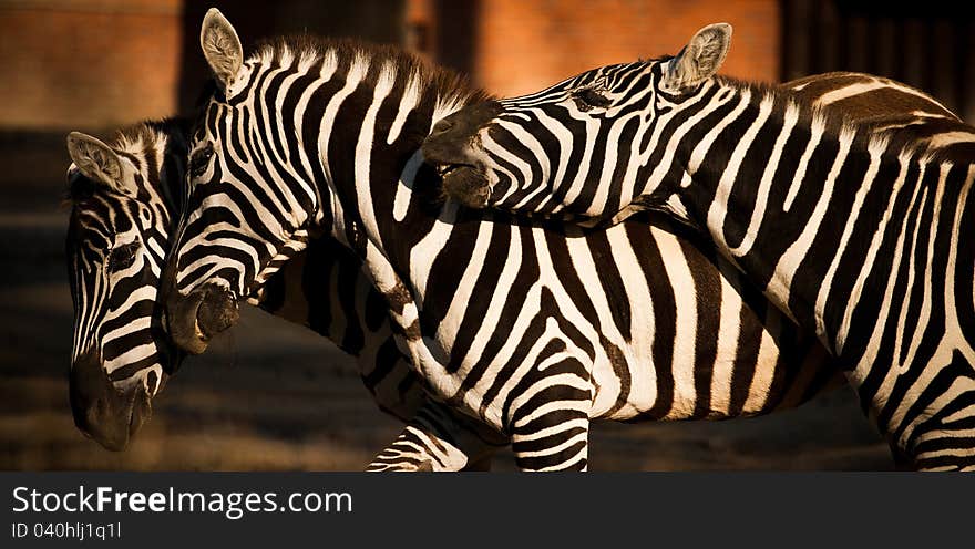 Three zebras in the park Africa.