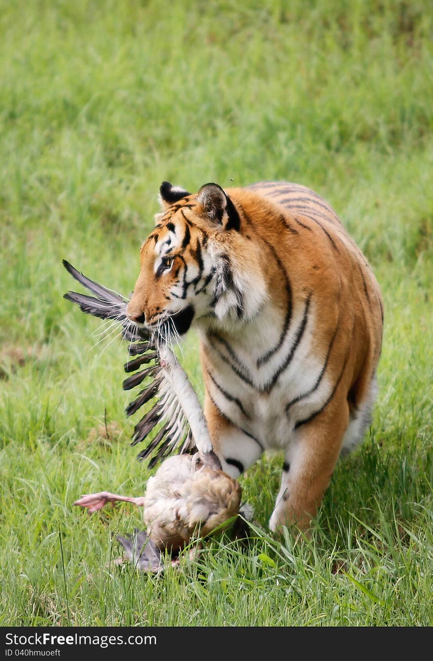 Tiger and Prey