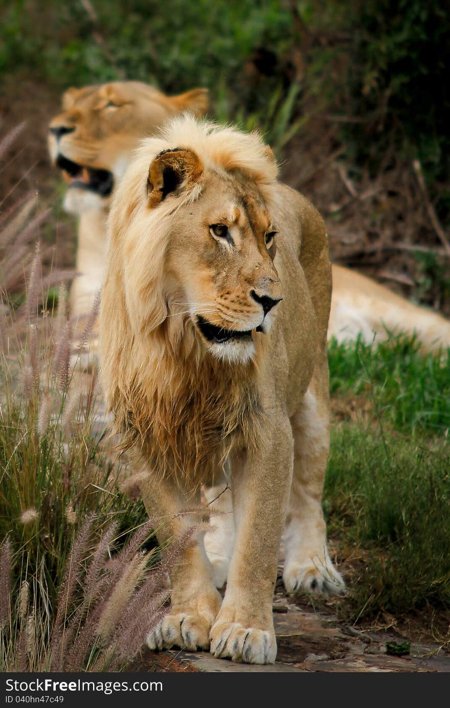 The lion (Panthera leo) is one of the four big cats, Male lion has a Main of hair. Head and body length is 170–250 cm (5 ft 7 in – 8 ft 2 in) in males and 140–175 cm (4 ft 7 in – 5 ft 9 in) in females. The lion (Panthera leo) is one of the four big cats, Male lion has a Main of hair. Head and body length is 170–250 cm (5 ft 7 in – 8 ft 2 in) in males and 140–175 cm (4 ft 7 in – 5 ft 9 in) in females