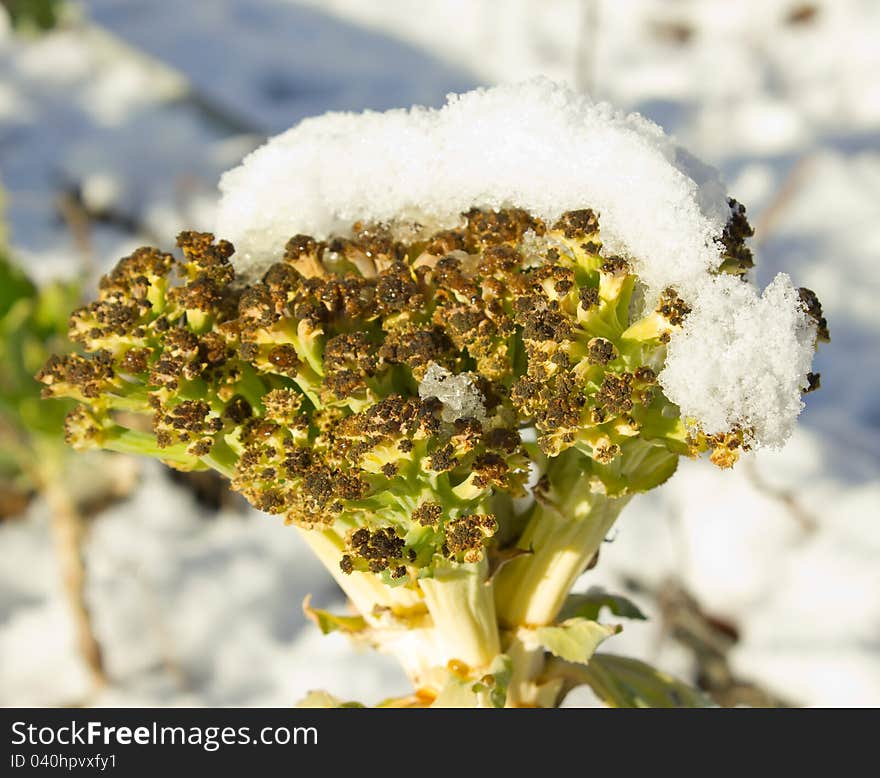 Colour cabbage under white snow