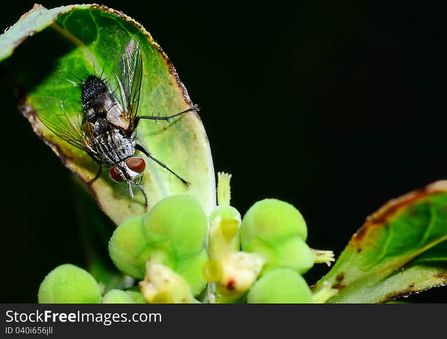 Fly On Grass