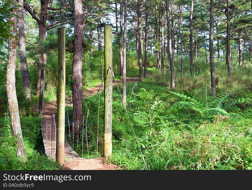 Hanging bridge along pine trees inside the forest. Hanging bridge along pine trees inside the forest.