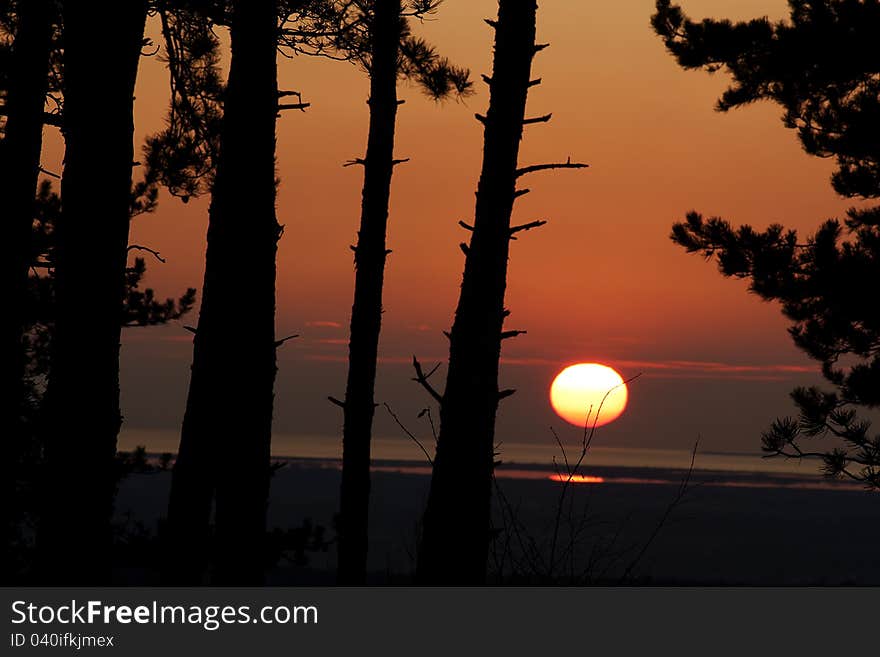 Red sunset in the woods. Silhuette of trees and branches.