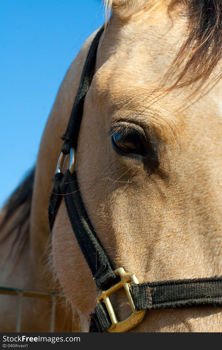 Close up head shot of beautiful horse