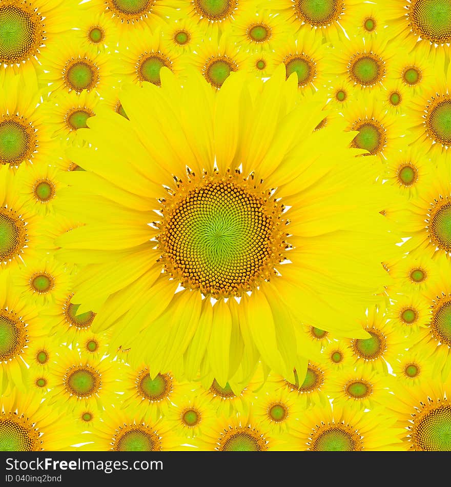 Sunflower see bright colors a lot. Sunflower see bright colors a lot.