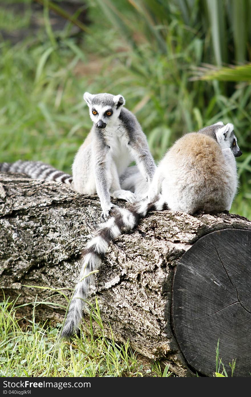 The ring-tailed lemur (Lemur catta) Its average weight is 2.2 kilograms (4.9 lb) Its headâ€“body length ranges between 39 and 46 cm (15 and 18 in), its tail length is 56 and 63 cm (22 and 25 in), and its total length is 95 and 110 cm (37 and 43 in). The ring-tailed lemur (Lemur catta) Its average weight is 2.2 kilograms (4.9 lb) Its headâ€“body length ranges between 39 and 46 cm (15 and 18 in), its tail length is 56 and 63 cm (22 and 25 in), and its total length is 95 and 110 cm (37 and 43 in)