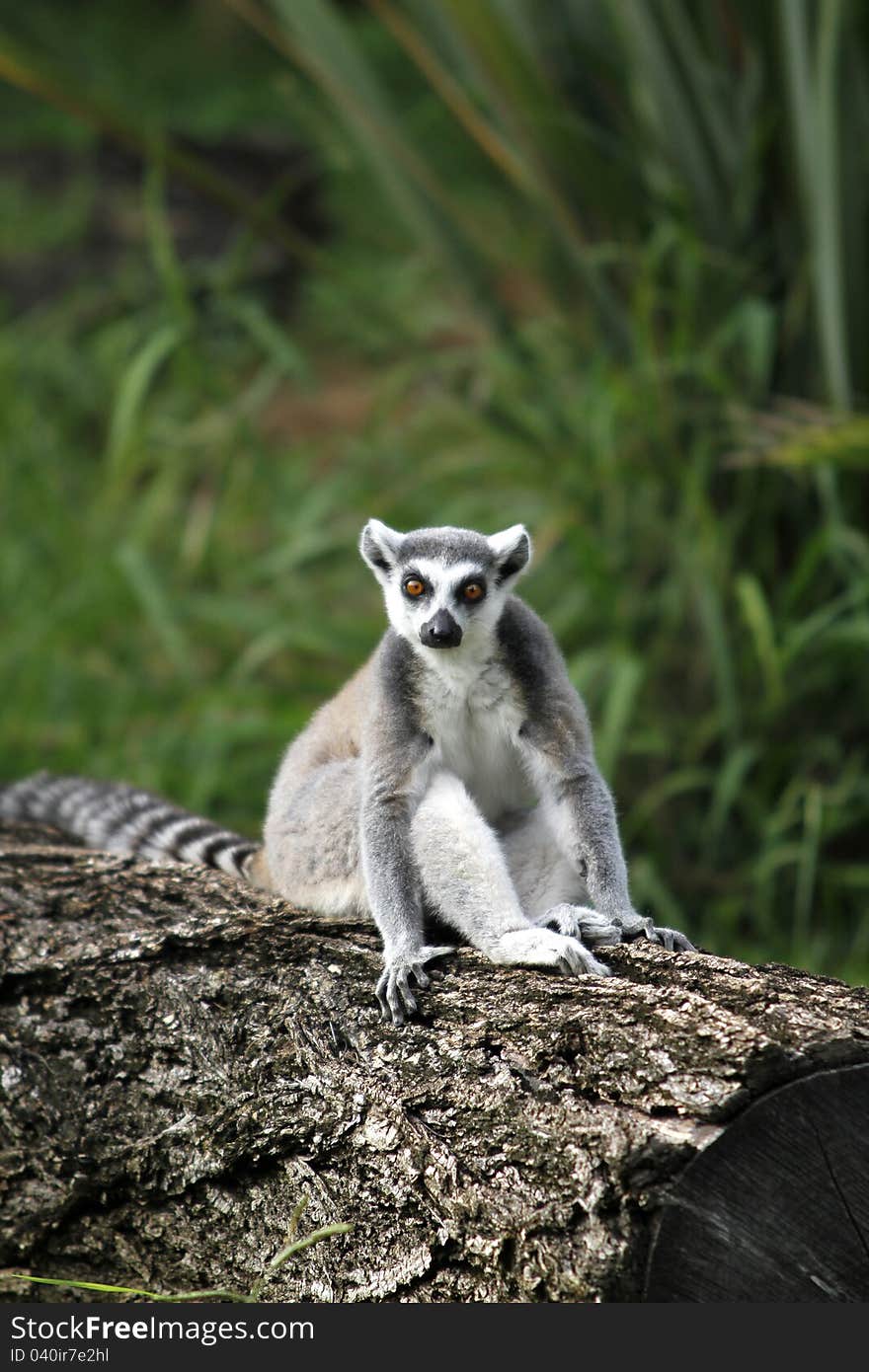 Ring-tailed Lemur