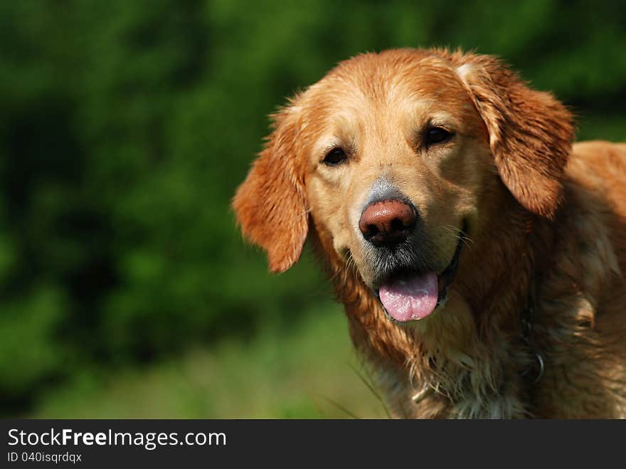 Golden Retriever portrait