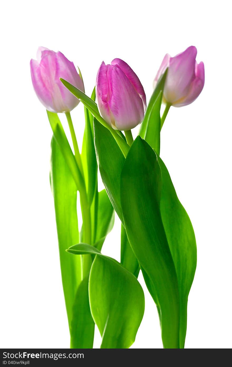 Three beautiful pink tulips on white