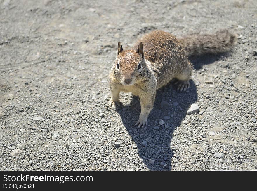 California ground squirrel