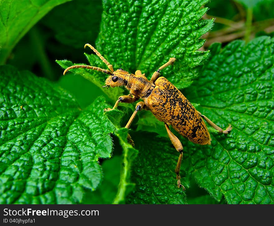 Brown bug with the long moustaches sitting on green leaves. Brown bug with the long moustaches sitting on green leaves