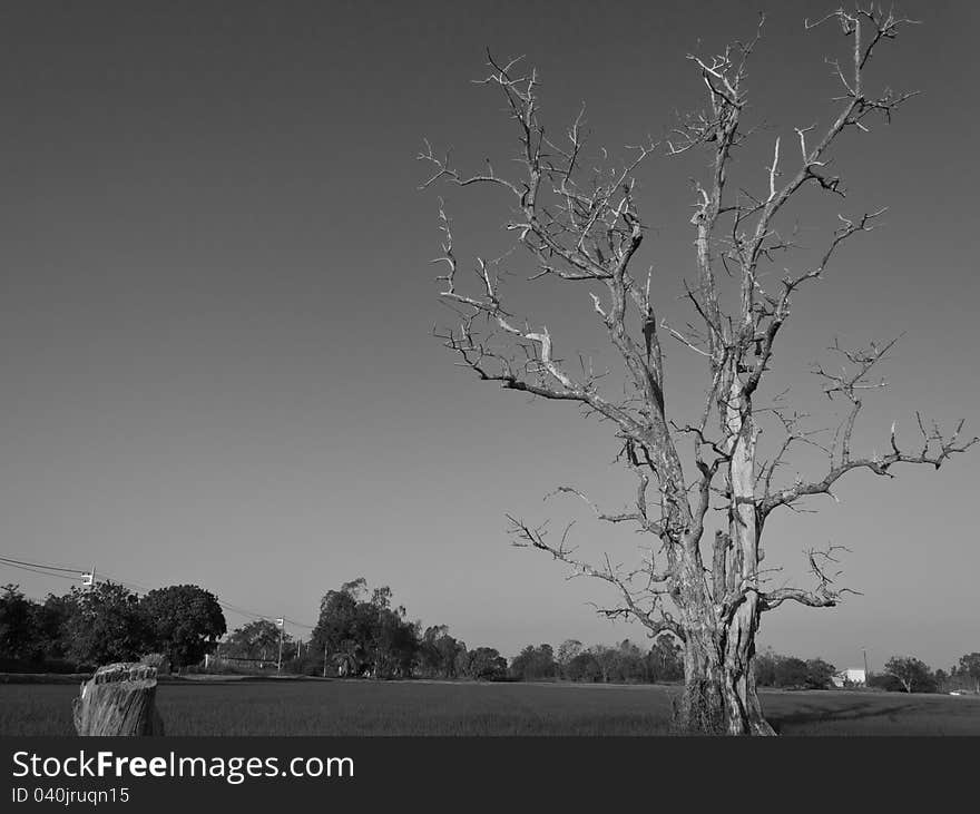 Dried dead trees, which are often seen in paddy fields of Thailand. Dried dead trees, which are often seen in paddy fields of Thailand.