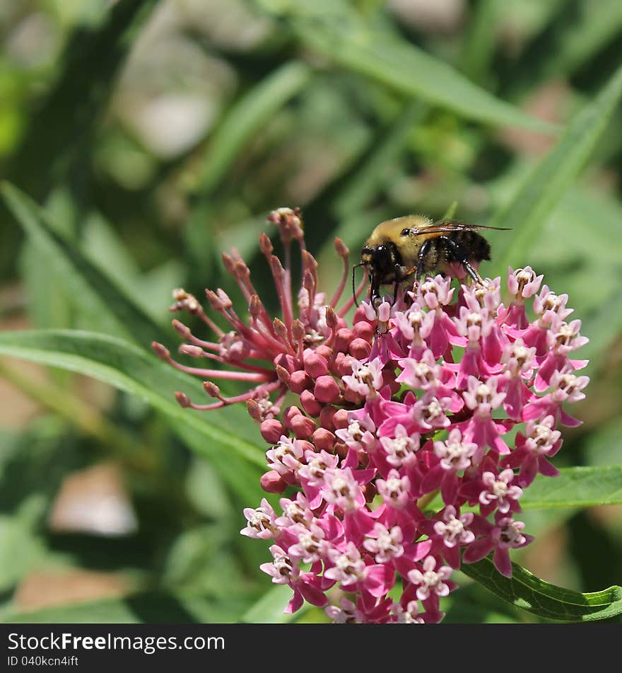 The bee on the pink flower